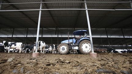 Kamal al-Jebrini a eu l’idée, après un voyage à l’étranger, d’utiliser les bouses de ses animaux pour les transformer en électricité.  (Hazem Bader/AFP)