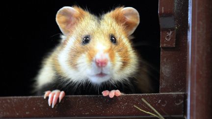 Un spécimen de grand hamster d'Alsace. (DOMINIQUE GUTEKUNST / MAXPPP)