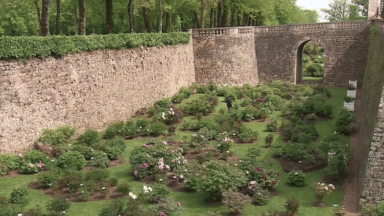 Sarthe : le conservatoire de pivoines, plus de 3 000 variétés du monde entier