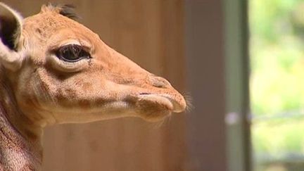 Kissa, un girafon femelle, a vu le&nbsp;jour le 25 juin 2013 au parc de la T&ecirc;te d'or &agrave; Lyon.&nbsp; (FRANCE 3 RHONE-ALPES)