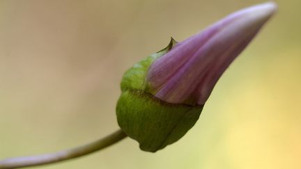 &nbsp; (Campanula rapunculus © Fotolia)