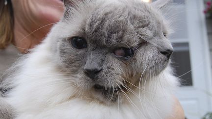 Frank et Louie, le plus vieux chat aux 2 visages a f&ecirc;t&eacute; ses 12 ans dans le Massachussetts, le 27 septembre 2011. (DAVID NILES / REUTERS)