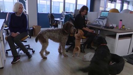 Animaux&nbsp;: et si vous emmeniez votre chien au travail&nbsp;? (France 3)