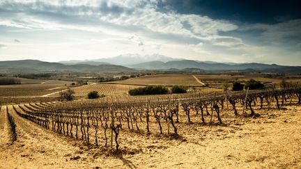 Vignes à Terrats dans les Pyrénées-Orientales, le 7 mars 2024. (NICOLAS PARENT / MAXPPP)