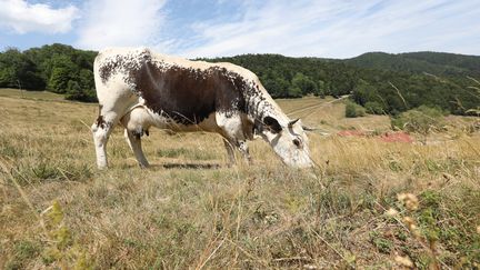 Un pâturage de la ferme du Kohlschlag dans le Haut-Rhin, le 28 juillet 2022. (VINCENT VOEGTLIN / MAXPPP)