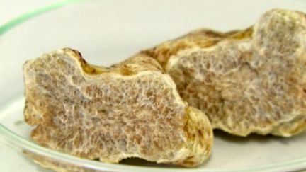 Truffe blanche : un met raffiné bientôt cultivé au pied des chênes