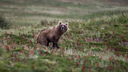 À la rencontre des morses et des ours d'Alaska avec Antonin Charbouillot