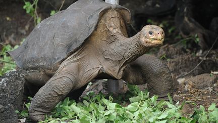 "Georges le solitaire" photographi&eacute; le 19 avril 2012 aux Galapagos (Equateur). (RODRIGO BUENDIA / AFP)