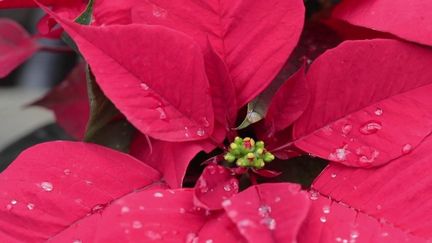 Noël et fêtes de fin d’année : le prix de le poinsettia augmente (FRANCE 2)