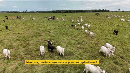 Le Mercosur fait peur aux agriculteurs et est une des raisons claires de ces nouvelles mobilisations poursuivies lundi 18 novembre. Cela fait prêt d’un quart de siècle que les pays d’Europe et d’Amérique latine négocient ce traité. Quelles seront les conséquences pour les agriculteurs français ?