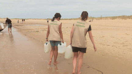 Biodiversité : des bénévoles surveillent le banc d’Arguin (France 2)