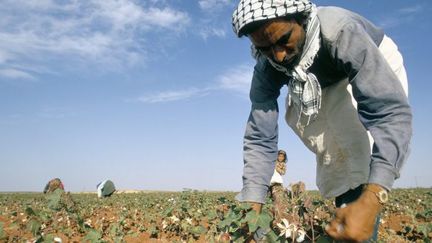 Plantation de coton à Taftanaz, au nord-ouest de la Syrie, dans le gouvernorat d'Idlib. (AFP/URSULA GAHWILER / ROBERT HARDING HERITAGE / ROBERT HARDING)