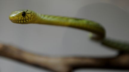 Un mamba&nbsp;d'Afrique de l'ouest, le 23 septembre 2010, au zoo de&nbsp;Los Angeles. (MARK RALSTON / AFP)