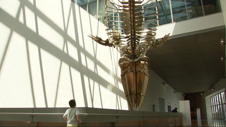 Jonas au musée des Confluences à Lyon. (D. Pajonk / France Télévisions)