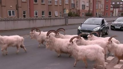 Les habitants d'une bourgade côtière située au pays de Galles ont eu la surprise de voir un troupeau de chèvres envahir les rues. (France 2)