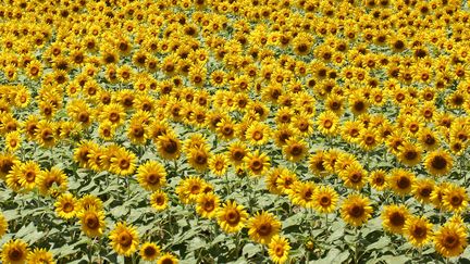 Fleurs de tournesol au Japon, en 2016. (BUDDHIKA WEERASINGHE / GETTY IMAGES)