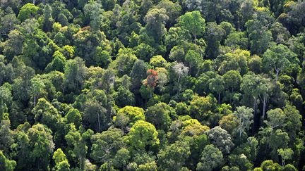 Voici une vue a&eacute;rienne de la for&ecirc;t sur la partie indon&eacute;sienne de l'&icirc;le de Born&eacute;o. Selon les experts, il ne reste qu'entre 50 000 &agrave; 60 000 orang-outans vivant &agrave; l'&eacute;tat sauvage, dont 80% en Indon&eacute;sie et en Malaisie. (ROMEO GACAD / AFP)