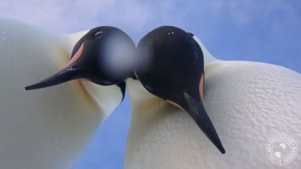 Un pingouin curieux prend un selfie