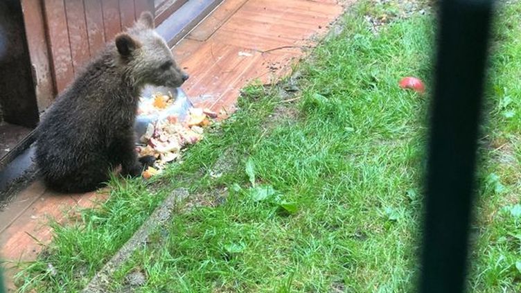 Retour sur l'incroyable histoire du bébé ours Douillous retrouvé seul dans les Pyrénées