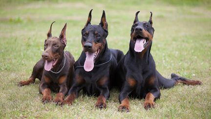  (Pour les chiens de combat comme le doberman les oreilles étaient trop vulnérables © Nikolai Tsvetkov / Fotolia)