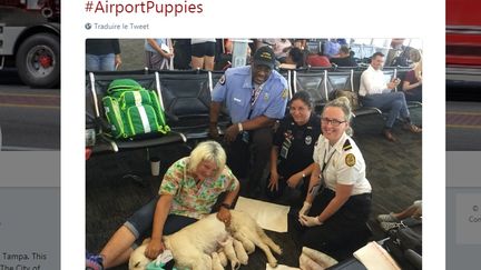 Les secours de Tampa ont posté sur Twiter les photos des huit chiots nés à l'aéroport en Floride, le 25 mai 2018. (TAMPA FIRE RESCUE / TWITTER)