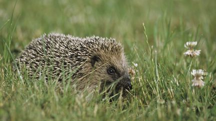 Nature : une femme recueille et soigne des hérissons