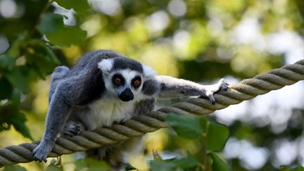 Un lémurien dans le parc des oiseaux de&nbsp;Villars-les-Dombes (Ain), le 7 juillet 2021. Photo d'illustration. (CATHERINE AULAZ / MAXPPP)