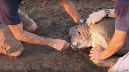 Capture d'écran d'une vidéo montrant l'océanographe américain&nbsp;Nathan Robinson et d'autres scientifiques retirer une fourchette en plastique de la cavité nasale d'une tortue, sur une plage du Costa Rica, le 8 décembre 2015. (THE LEATHERBACK / YOUTUBE)