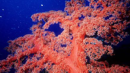 La barri&egrave;re de corail, fragilis&eacute;e par le d&eacute;r&egrave;glement climatique et l&rsquo;intensification de l&rsquo;activit&eacute; humaine, a d&eacute;j&agrave; vu sa surface r&eacute;duite de moiti&eacute; en 30 ans. (CHICUREL ARNAUD / HEMIS.FR)