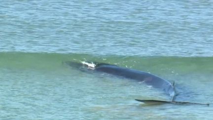 Les bénévoles de l’association&nbsp;Sea&nbsp;Sheperd&nbsp;sont parvenus à sauver la baleine qui s’était échouée, lundi 19 septembre, sur une plage du Finistère. (FRANCE 3)