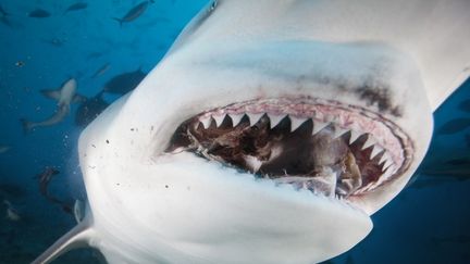 Vue rapproch&eacute;e d'un requin bouledogue, potentiellement dangereux pour l'homme. (JUSTIN LEWIS / CULTURA CREATIVE / AFP)