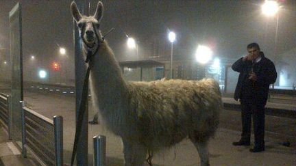 Le lama vol&eacute;, le 31 octobre 2013 &agrave; Bordeaux (Gironde). (XAVIER CAPPELAERE / TWITTER.COM)