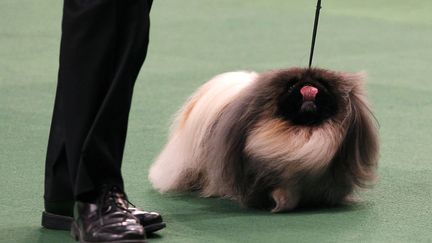 Son propri&eacute;taire a pr&eacute;cis&eacute; que Malachy prenait dor&eacute;navant sa retraite et refuserait toute proposition commerciale. Il est le quatri&egrave;me p&eacute;kinois &agrave; remporter le Westminster Kennel Show depuis sa cr&eacute;ation. (MIKE SEGAR / REUTERS)