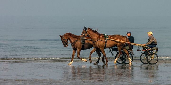 Chevaux de course à l'entraînement le matin à Deauville
 (Jean-François Lixon)