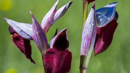 Une Serapias parviflora, une&nbsp;orchidée rare. Photo d'illustration. (VW PICS / UNIVERSAL IMAGES GROUP EDITORIAL / GETTYIMAGES)