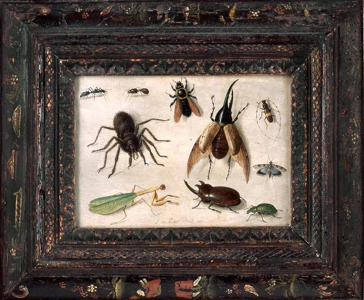 Jan I Van Kessel: Insectes et araignée. 1660.
 (Musée des Beaux-Arts, Strasbourg, photo M. Bertola.)