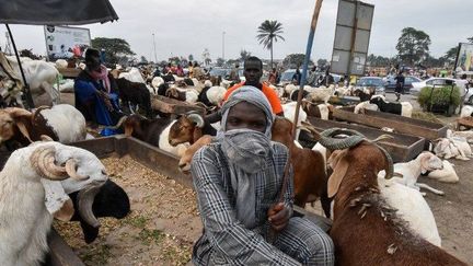 Un marchand de moutons attend les clients sur le marché de Dakar le 30 août 2017. (Sia KAMBOU / AFP)