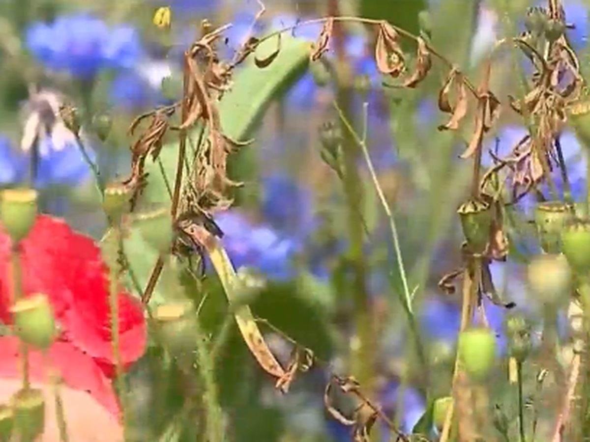 Où admirer les fleurs sauvages aux États-Unis