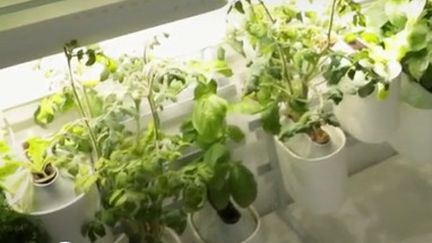 Tendance : un potager dans son appartement