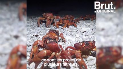 Les images de ces millions de crabes rouges qui traversent les routes de l'île Christmas ont fait le tour du monde. Voici l'histoire derrière cette migration, et comment les habitants tentent de les protéger...