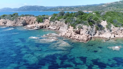 Canicule : la Méditerranée en surchauffe, les animaux et les plantes menacés