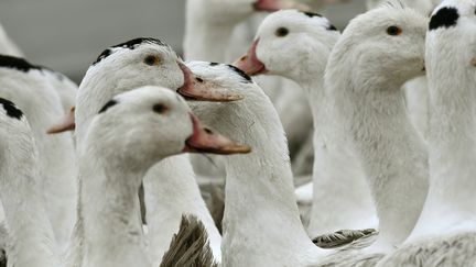 Des canards en quarantaine dans les Landes, en 2017. Photo d'illustration. (GEORGES GOBET / AFP)