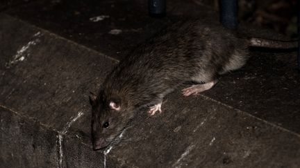 Un rat près de la tour Saint-Jacques à Paris, le 15 décembre 2016.&nbsp; (PHILIPPE LOPEZ / AFP)