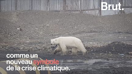 Symbole du réchauffement climatique, l'ours blanc est l'un des plus grands carnivores au monde. Quelle est la situation actuelle de ces mammifères&nbsp;? &nbsp; (BRUT)