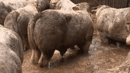 350 vaches sont prises au piège par les inondations dans une ferme du Pas-de-Calais, vendredi 10 novembre. Les pompiers mais aussi les habitants sont mobilisés pour tenter de les sauver. (France 2)