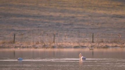 Insolite : deux flamants roses se sont installés dans le Cantal