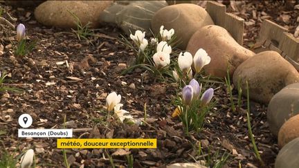 Les fleurs de printemps apparaissent déjà. (FRANCEINFO)