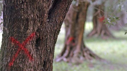 Des oliviers infect&eacute;s par la bact&eacute;rie "Xylella fastidiosa" &agrave; Brindisi (Italie) sont en attente d'&ecirc;tre abattus, le 24 mars 2015. (MAX FRIGIONE / AP / SIPA)