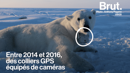 Avec la fonte de la banquise, les ours polaires dépensent plus d’énergie qu’ils n’en stockent (BRUT)