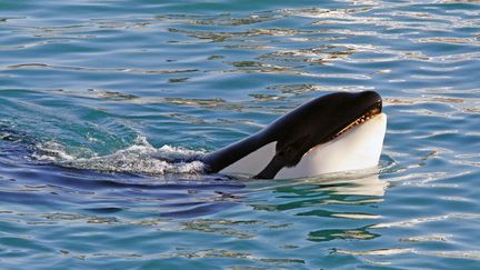 Le parc aquatique Marineland, à Antibes, veut transférer ses deux dernières orques au Japon